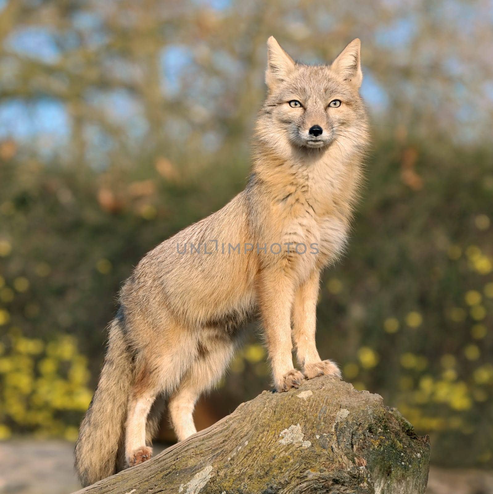 Fox on his lookout