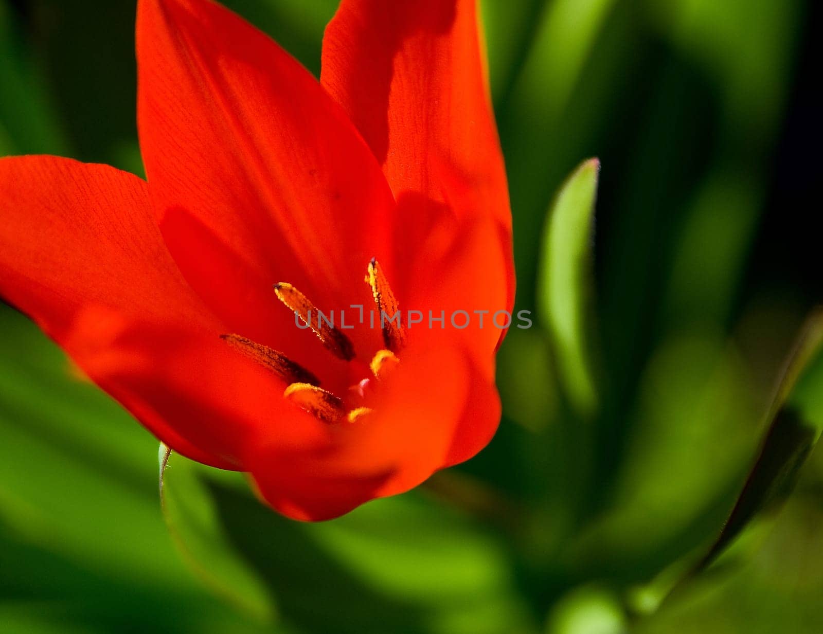 red tulip
