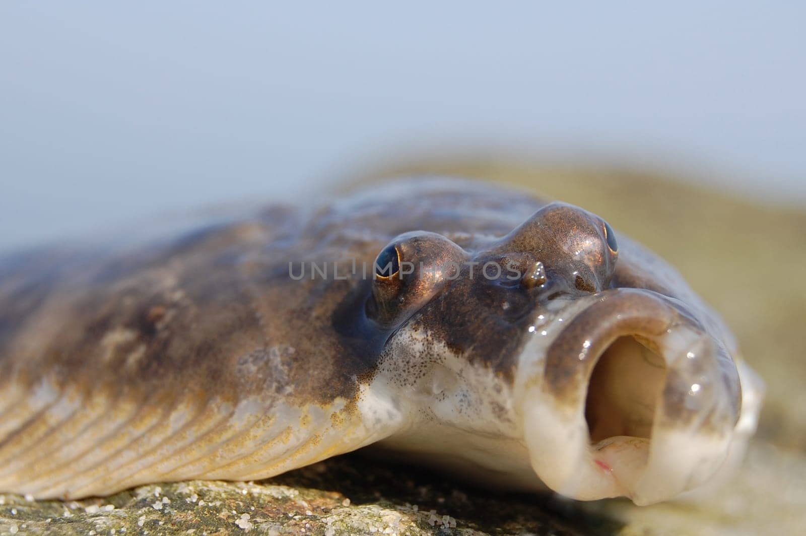 Plaice