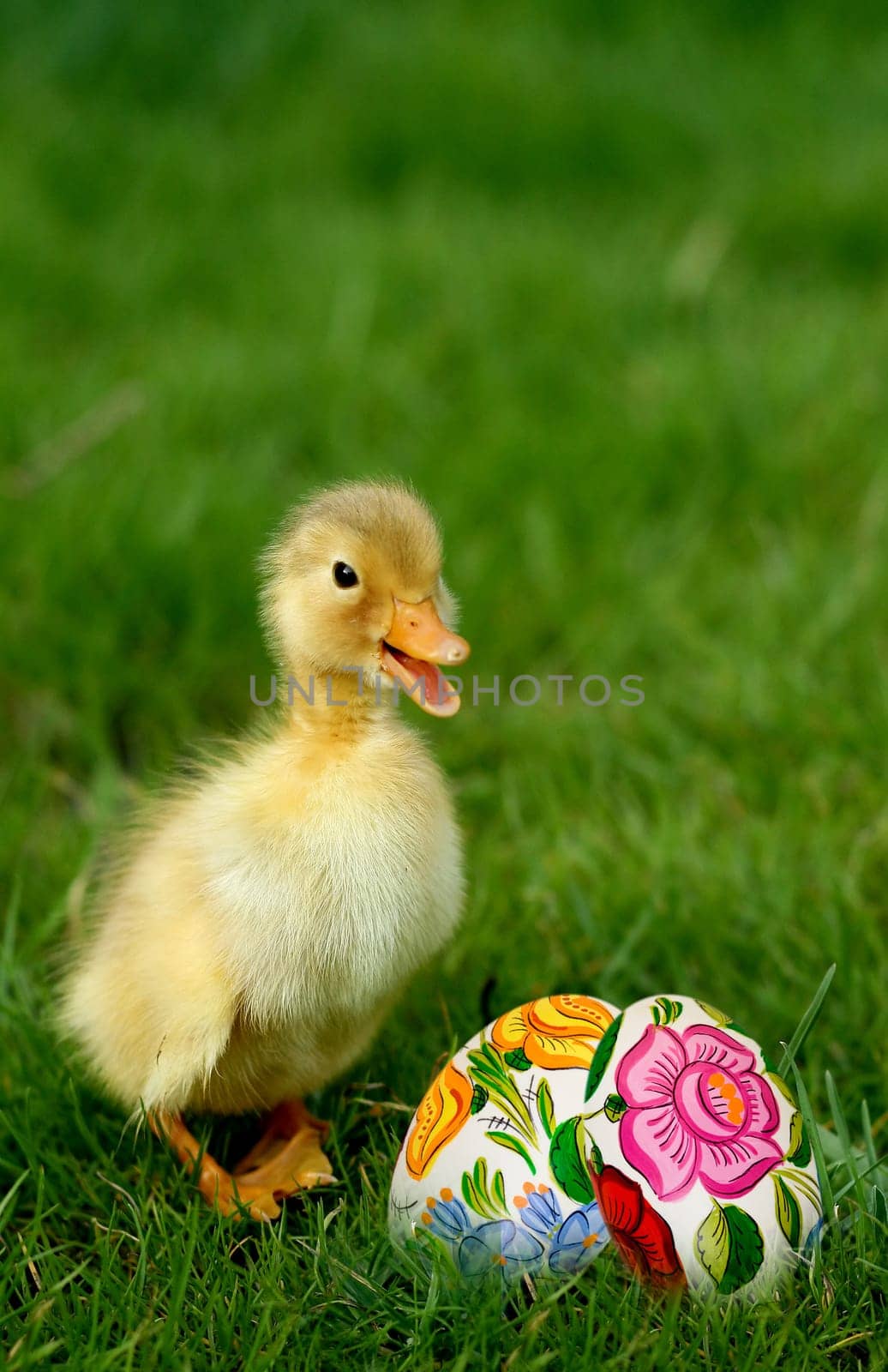 Cute little duckling and easter eggs
