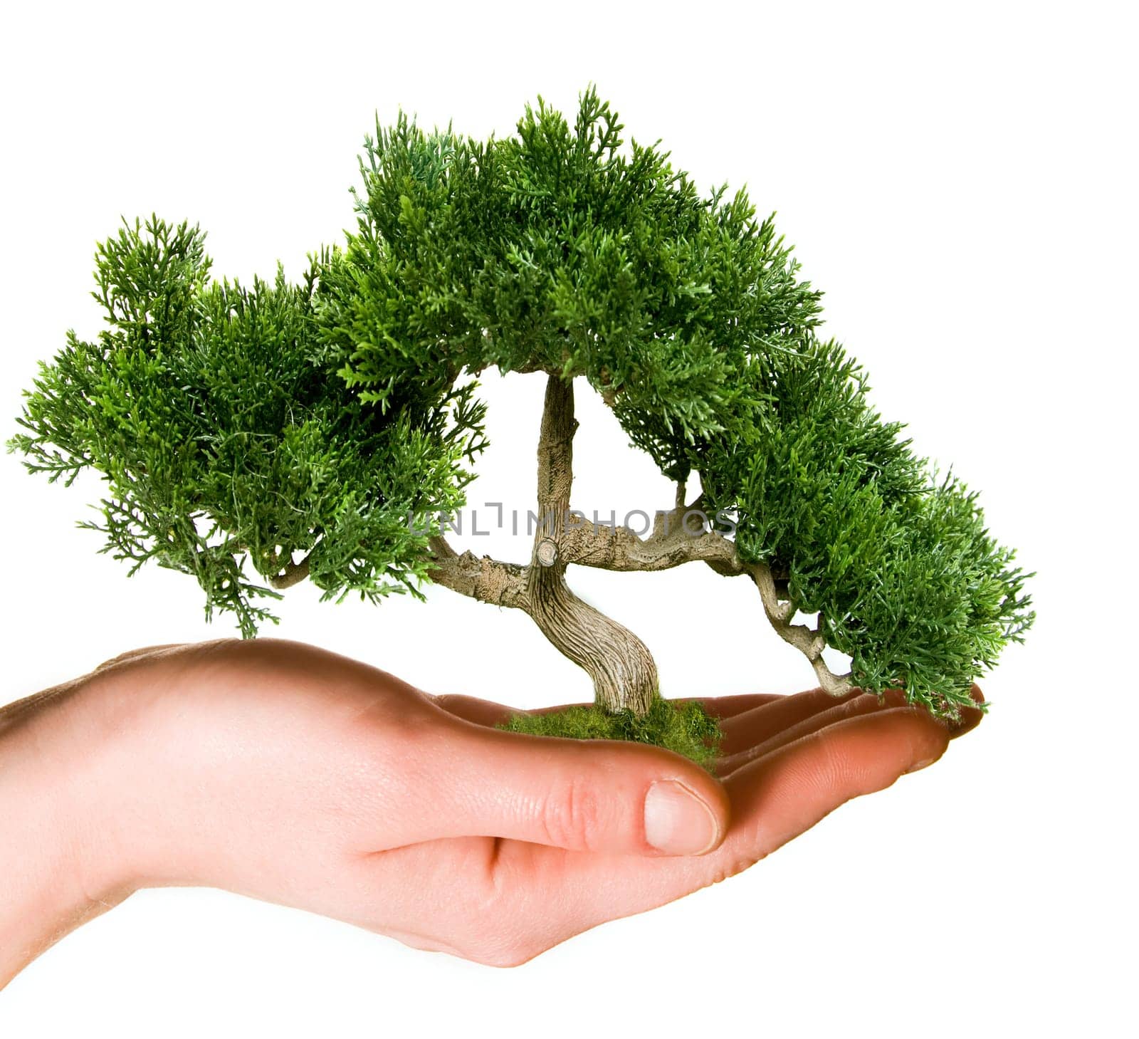 Hand holding tree