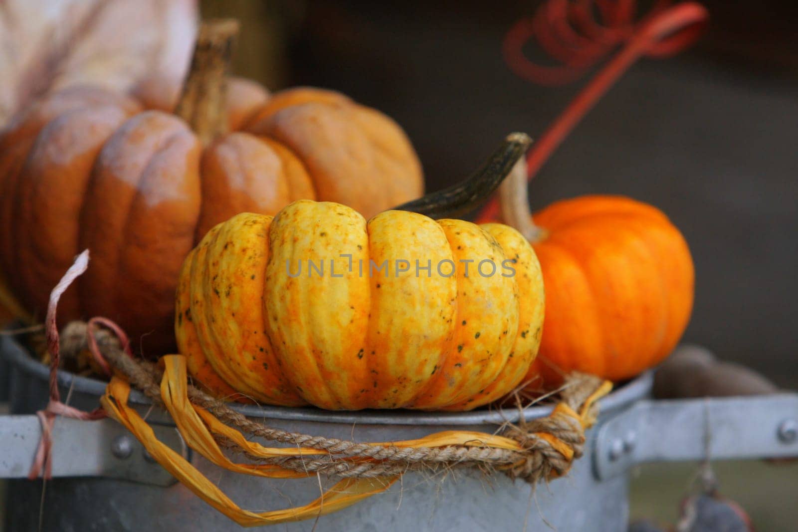 Pumpkin