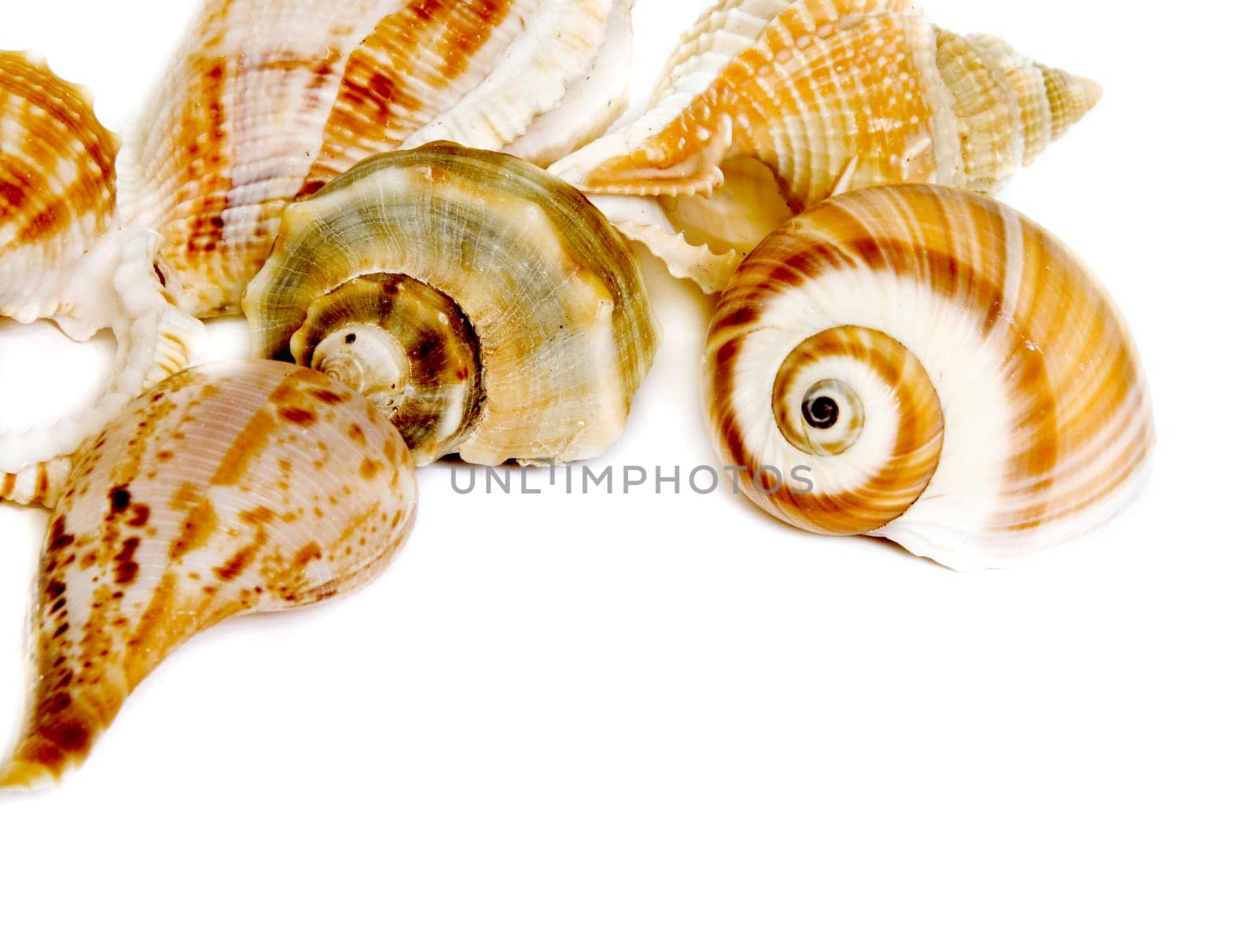 Seashell on white