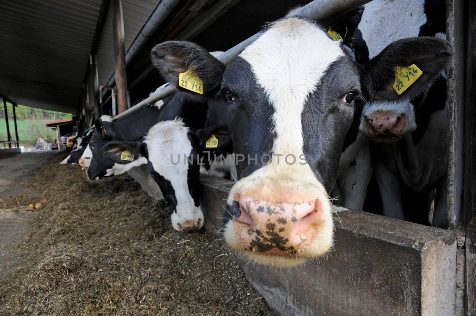 Cowshed