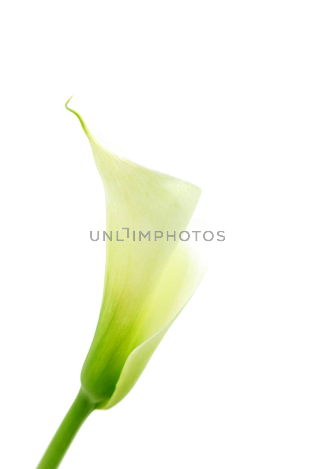 Calla