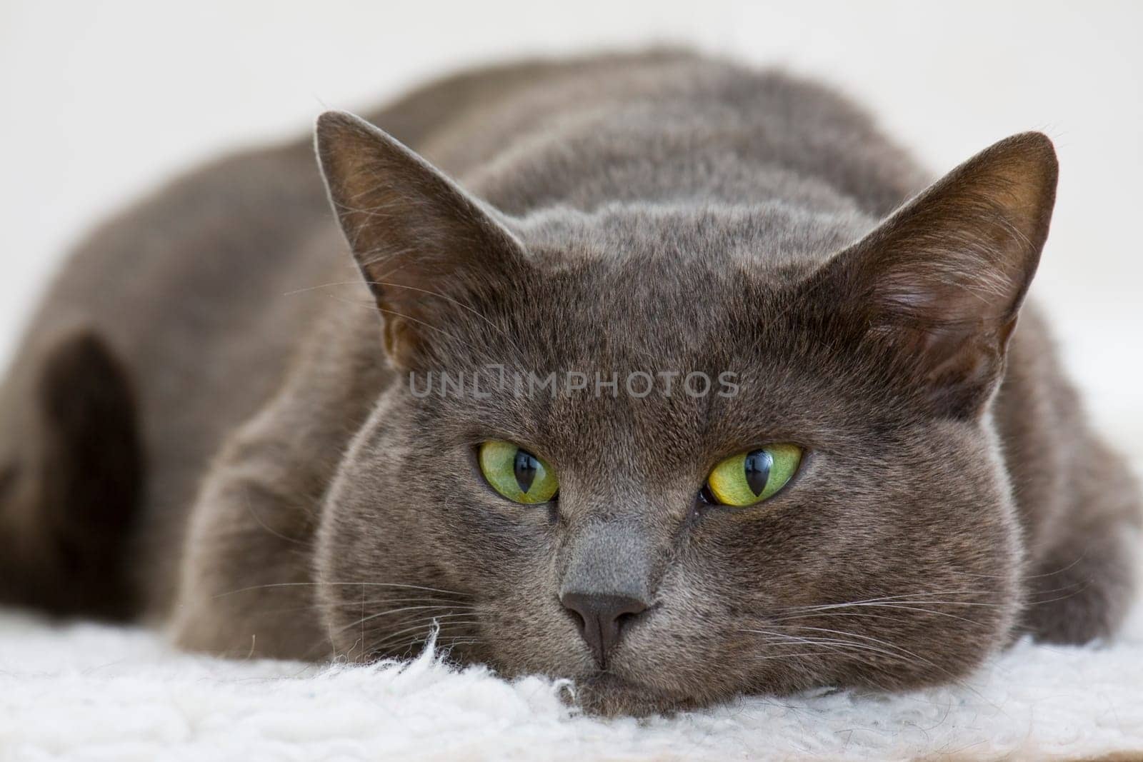 gray cat