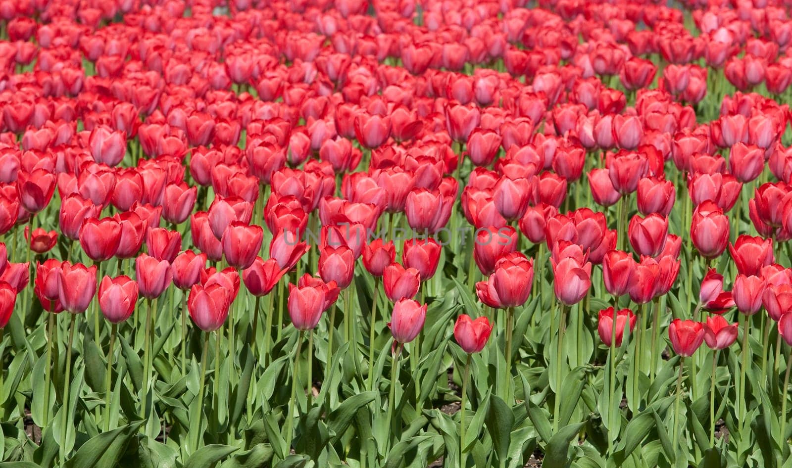 red tulip bed,tulips in the Fr&amp #65533 Year
