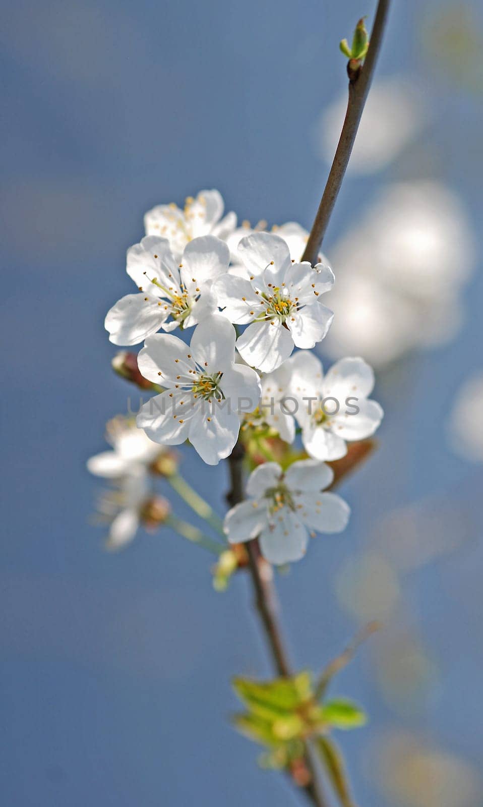 wild cherry blossom