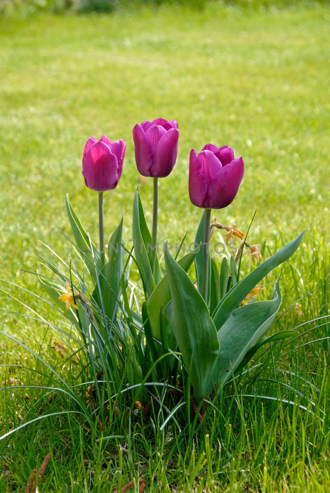 Three Purple Tulips