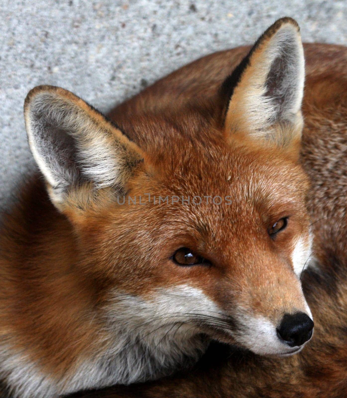 Red Fox Portrait