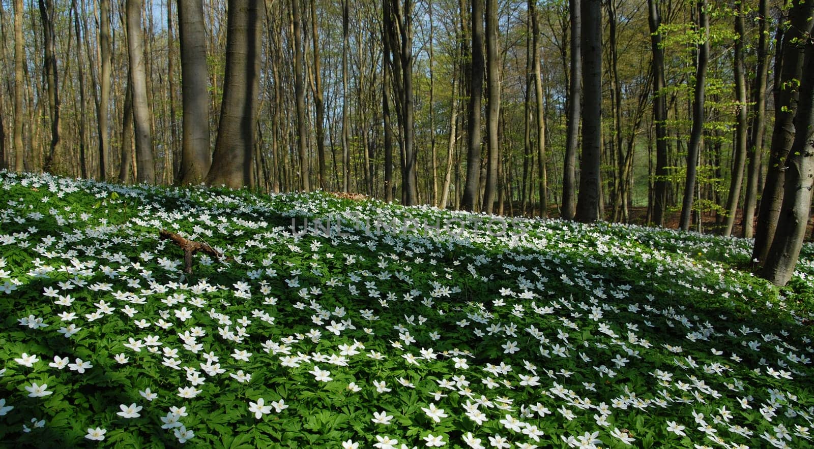 Spring power