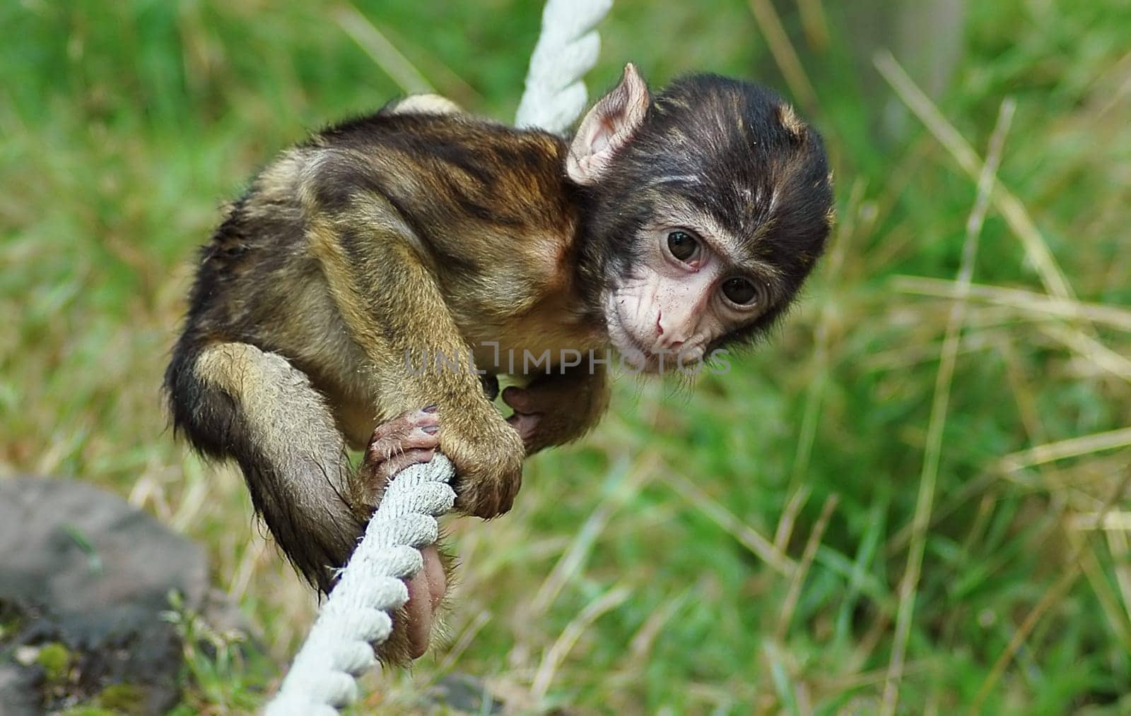 Monkey Games