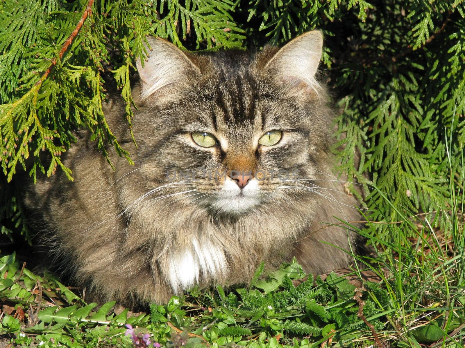 Cat in the garden