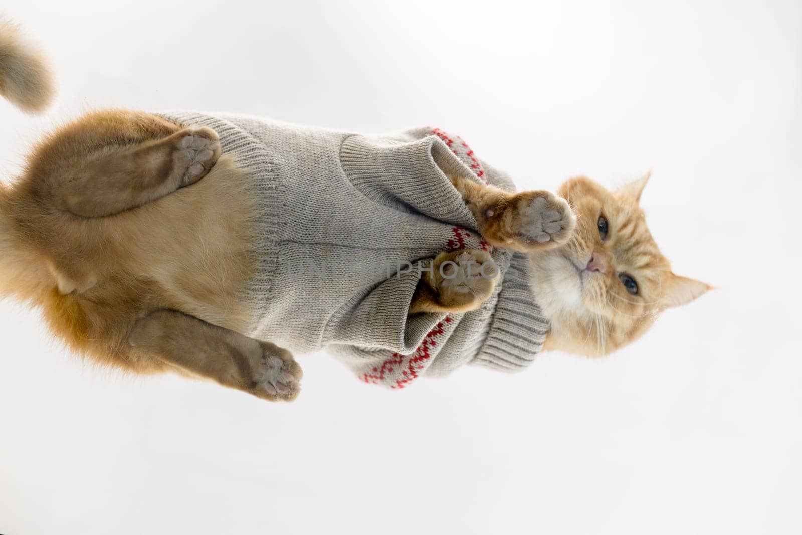 Portrait of one ginger purebred beautiful cat wearing a Christmas knitted sweater, standing with his paws on a glass table and looking down at the camera, close-up view from below.