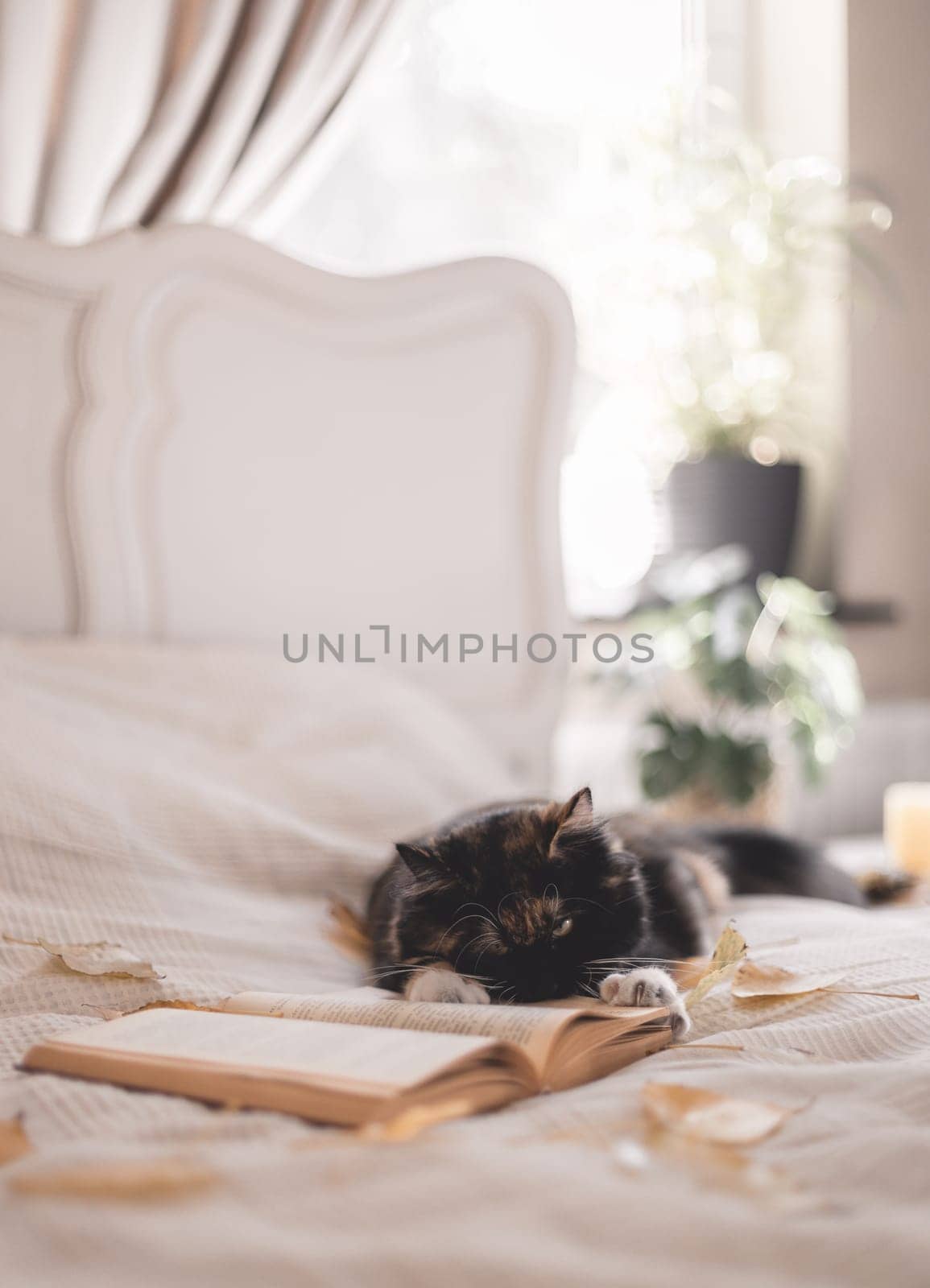 Portrait of a beautiful cat with a book on the bed. by Nataliya