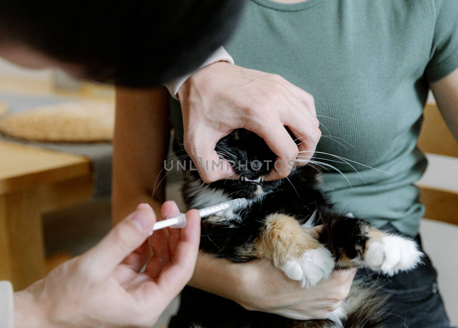 A young Caucasian unrecognizable man opens the mouth of a cat sitting in the arms of a girl to give her medicine with a syringe, close-up side view.