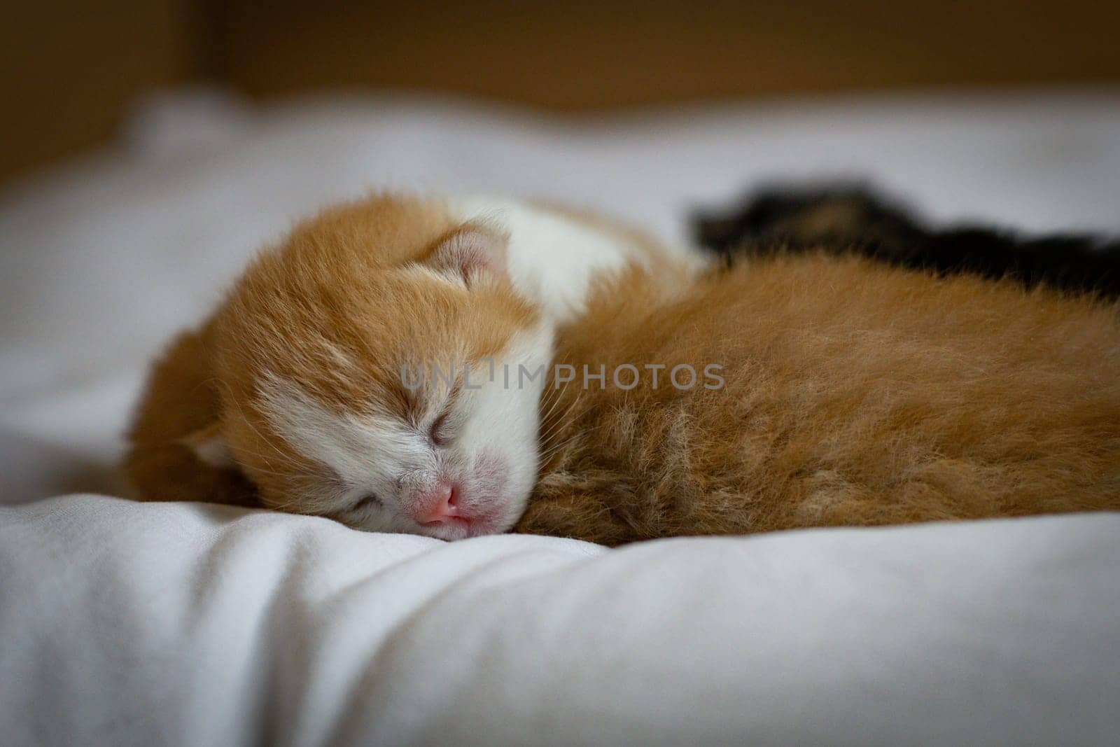 Ginger newborn kitten sleeps sweetly lying on a white sheet in a cardboard box, side view close-up. Pets lifestyle concept.