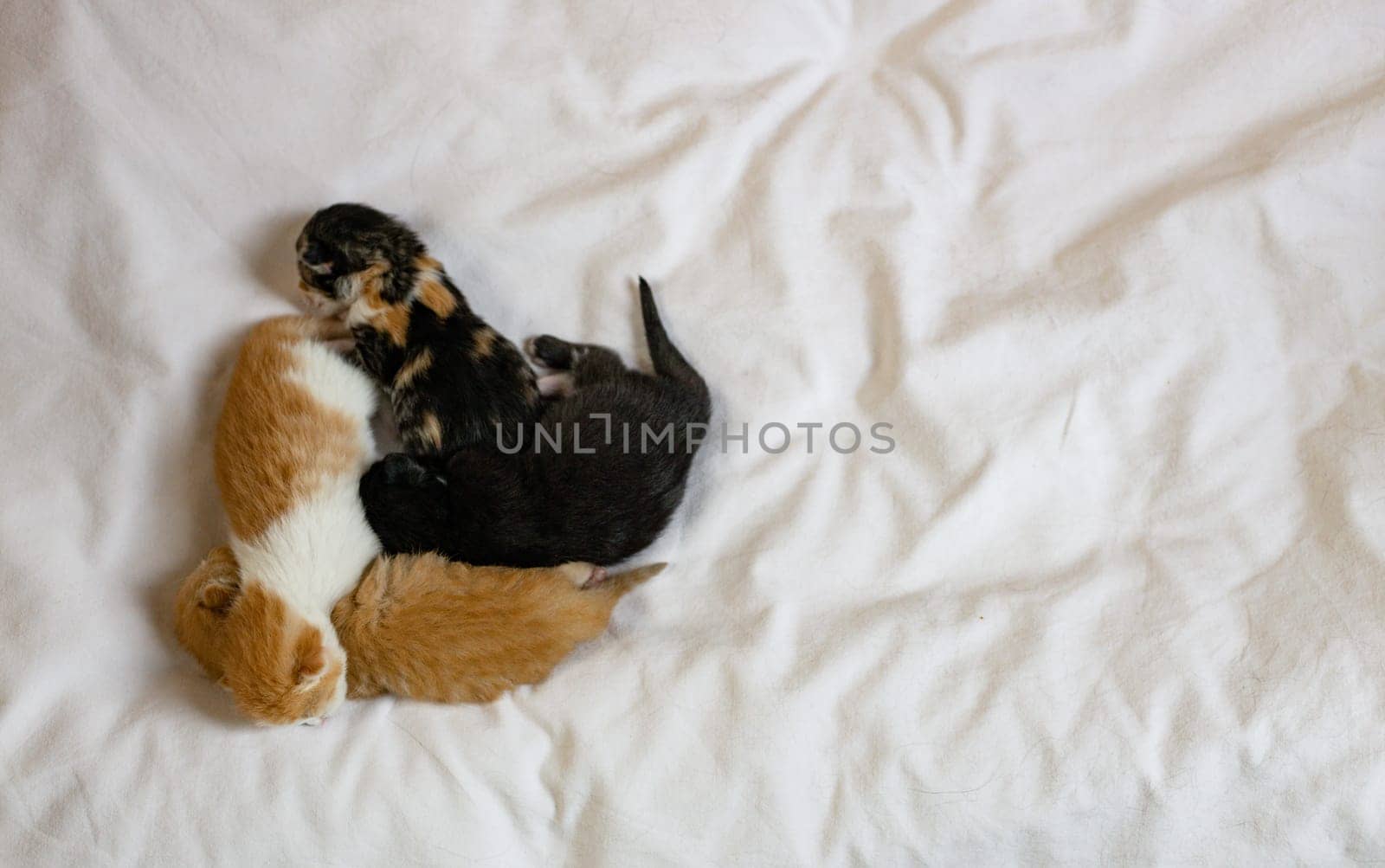 Four newborn kittens sleep sweetly on the left on a white sheet with copy space on the left, flat lay close-up. Pets lifestyle concept.