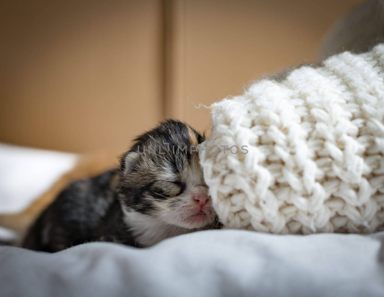 One red-haired with white spots newborn kittens sleep near a knitted sweater on the bed, side view, close-up. Pet lifestyle concept.