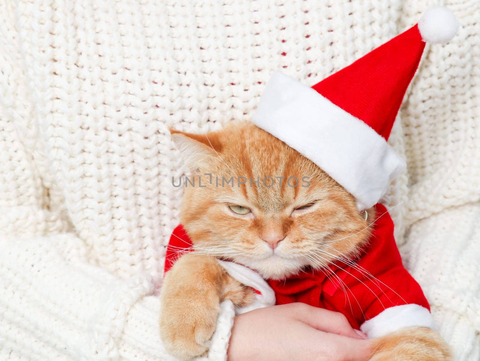 Portrait of a ginger cat with a disgruntled look in a santa claus costume sits on the arms of a man in a white knitted sweater, side view close-up.