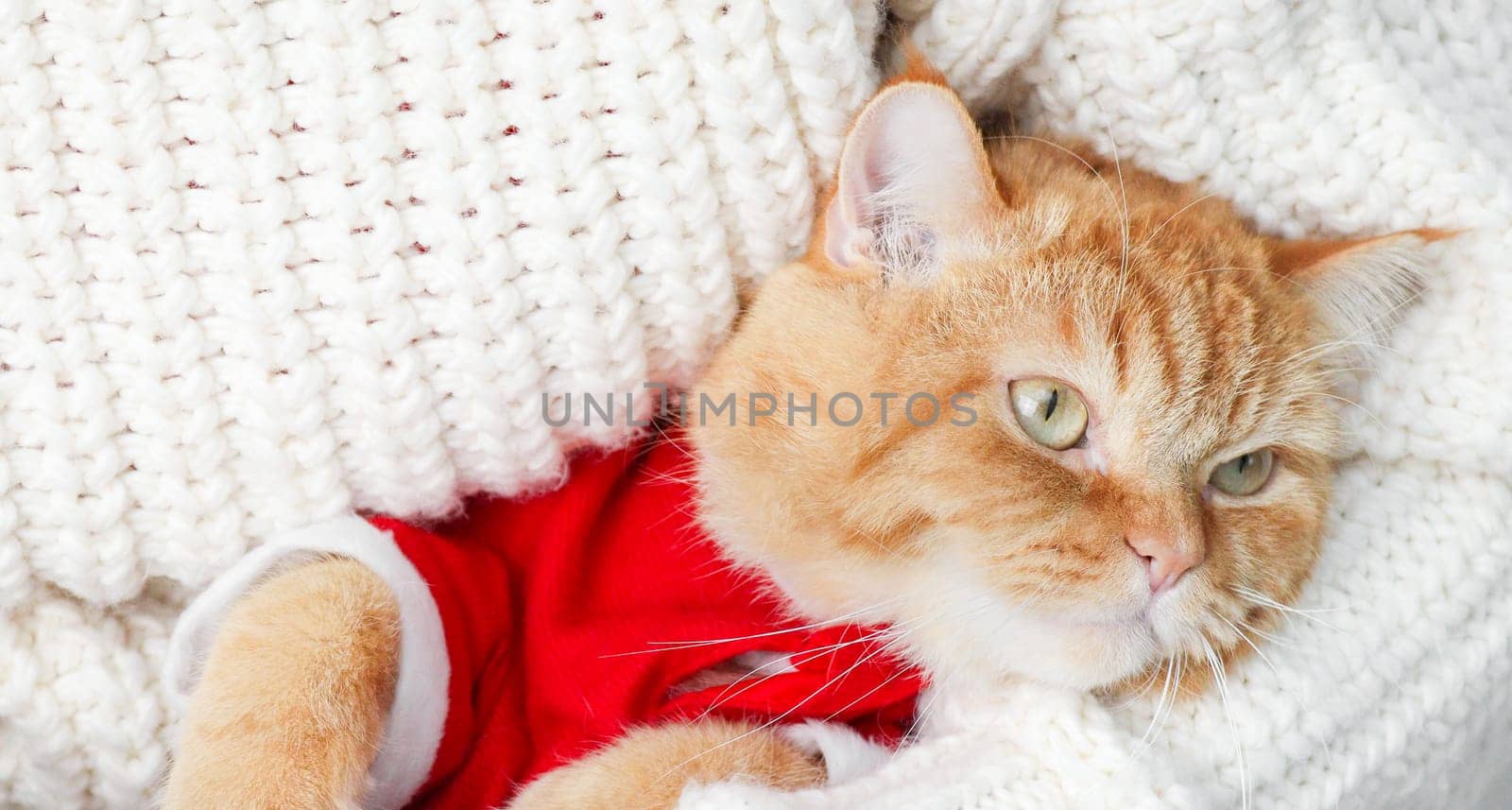 Portrait of a ginger cat looking to the side in a santa claus costume sits on the arms of a man in a white knitted sweater, side view close-up.