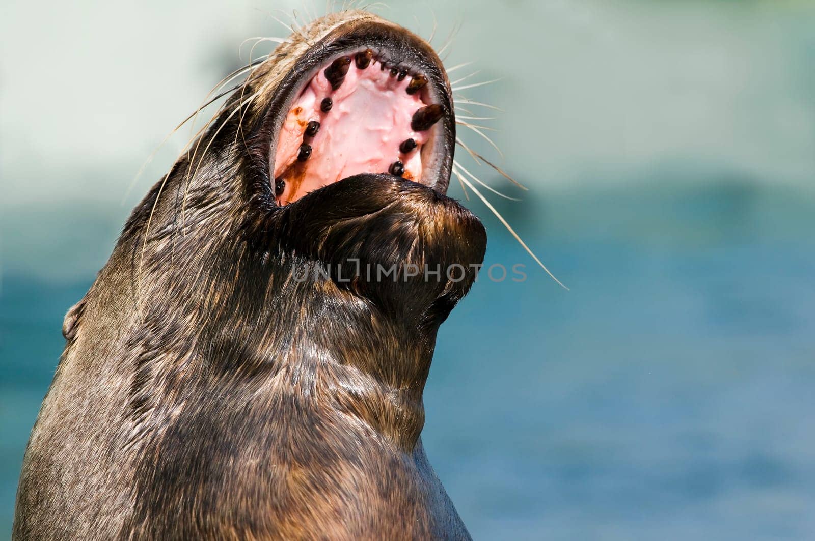 Seal