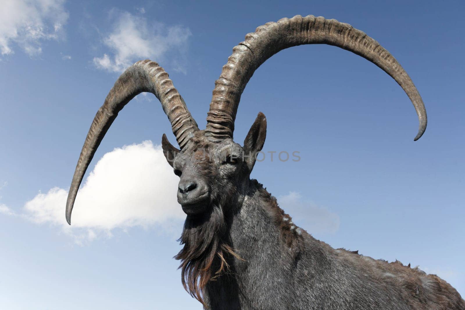 Siberian Capricorn