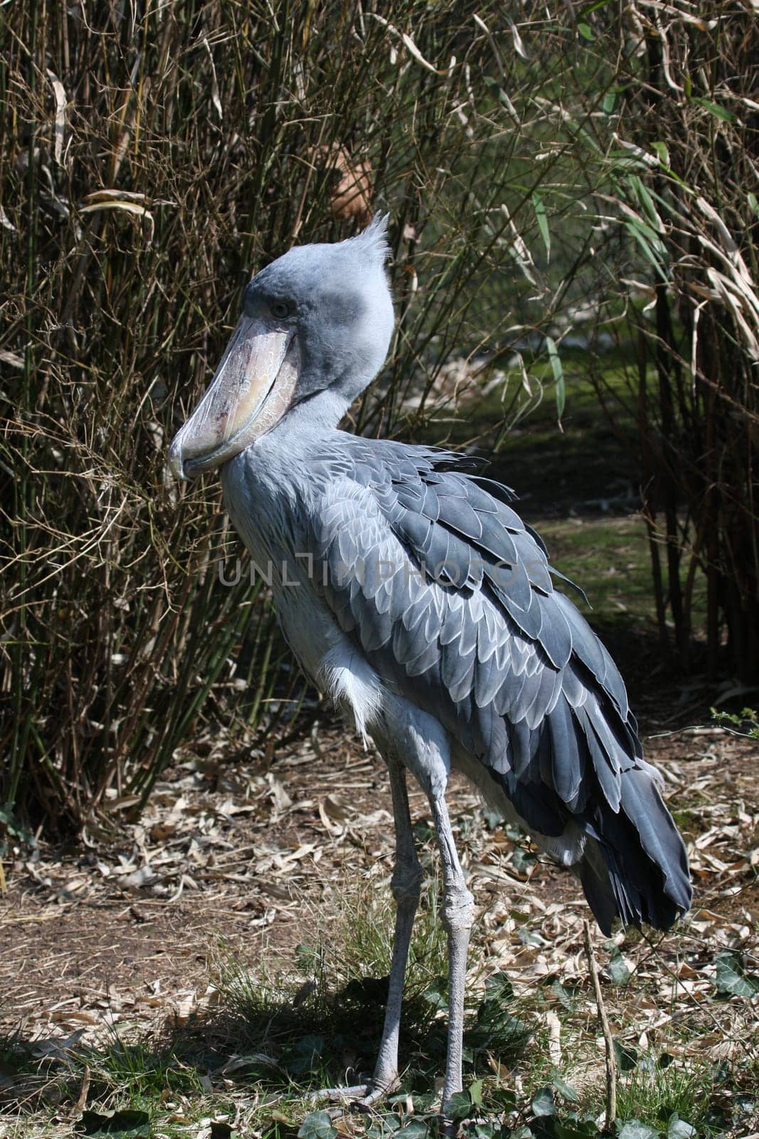 Shoebill