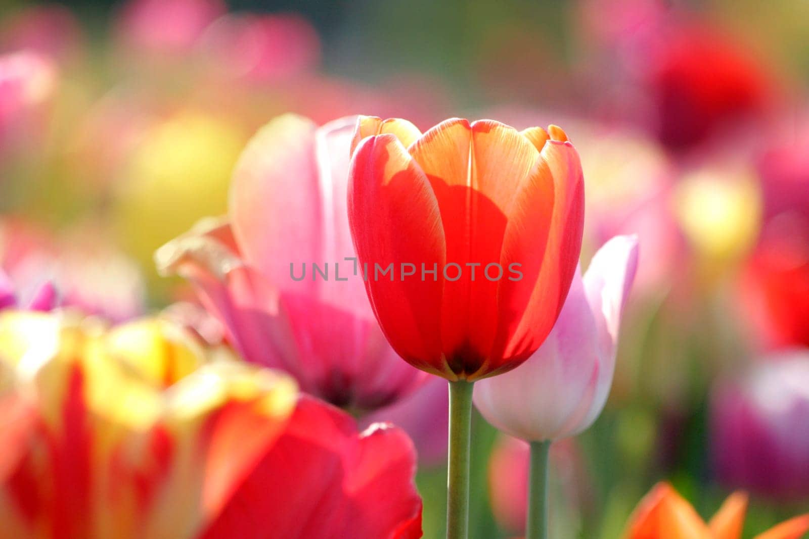 Tulips