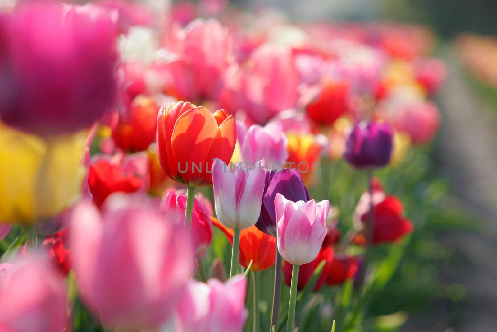 Tulips