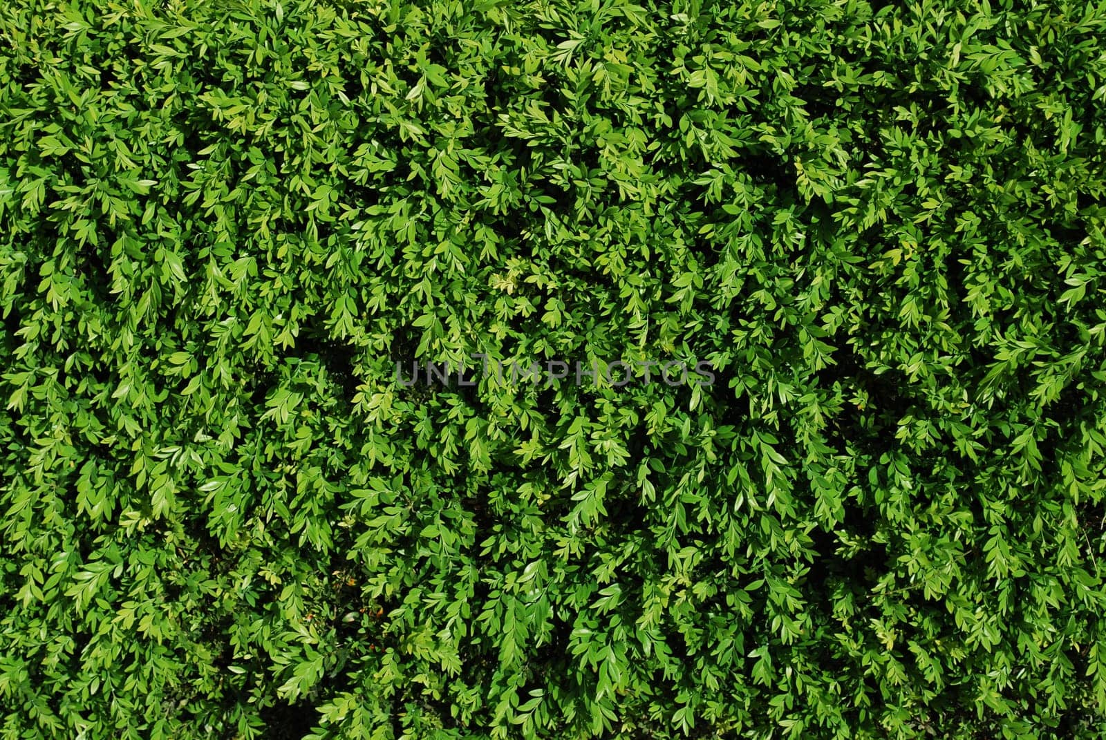 Green turf background