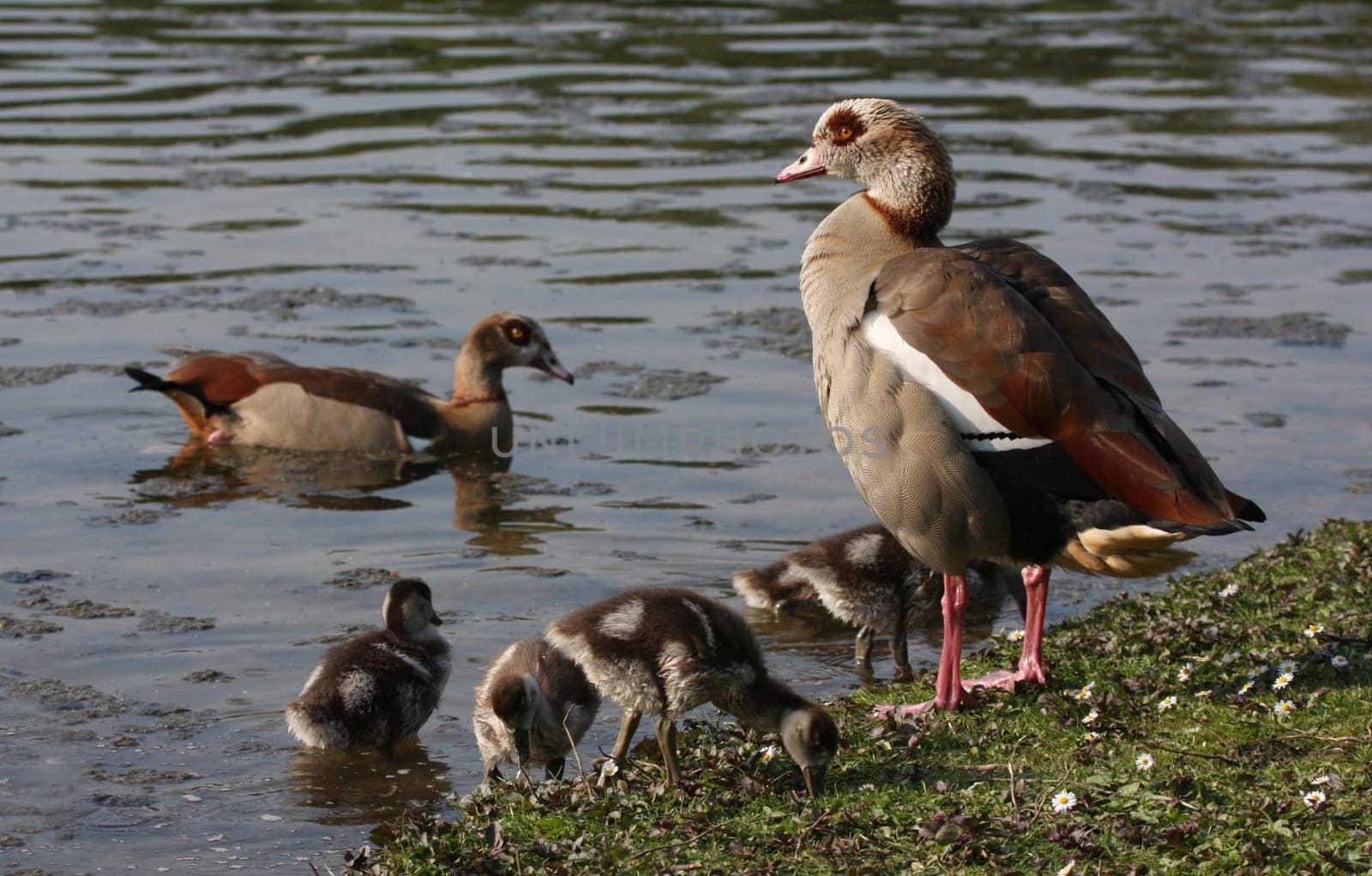 Nile GooseFamily