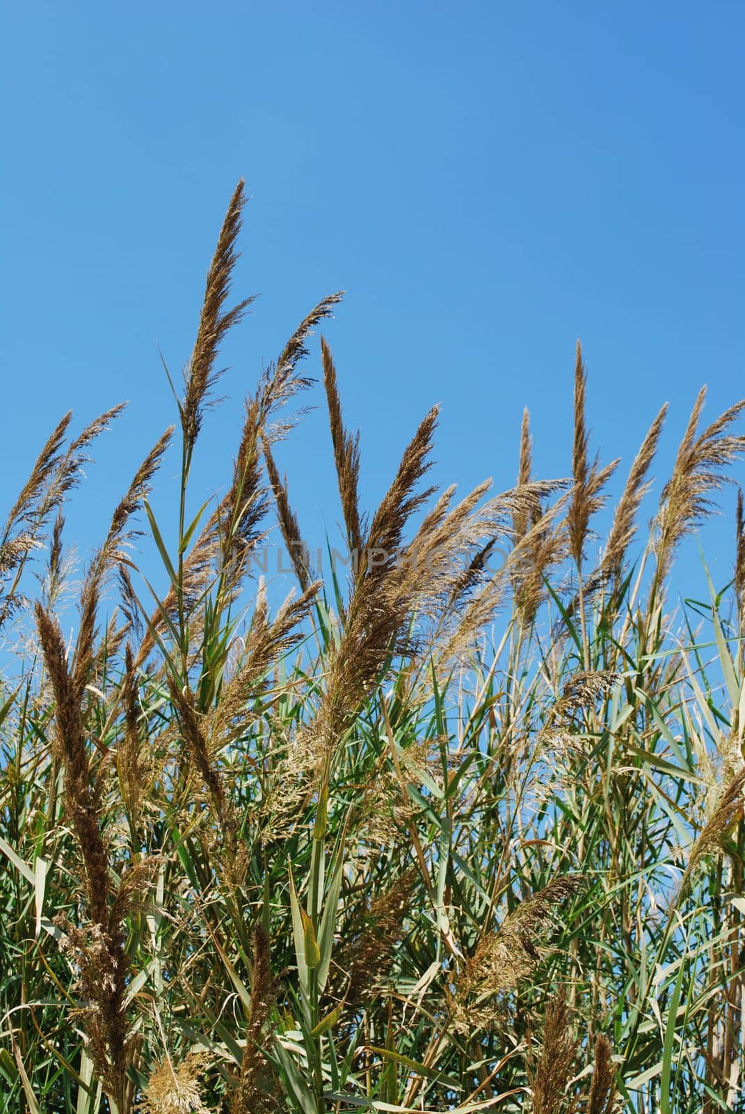 Reed grass on a lake