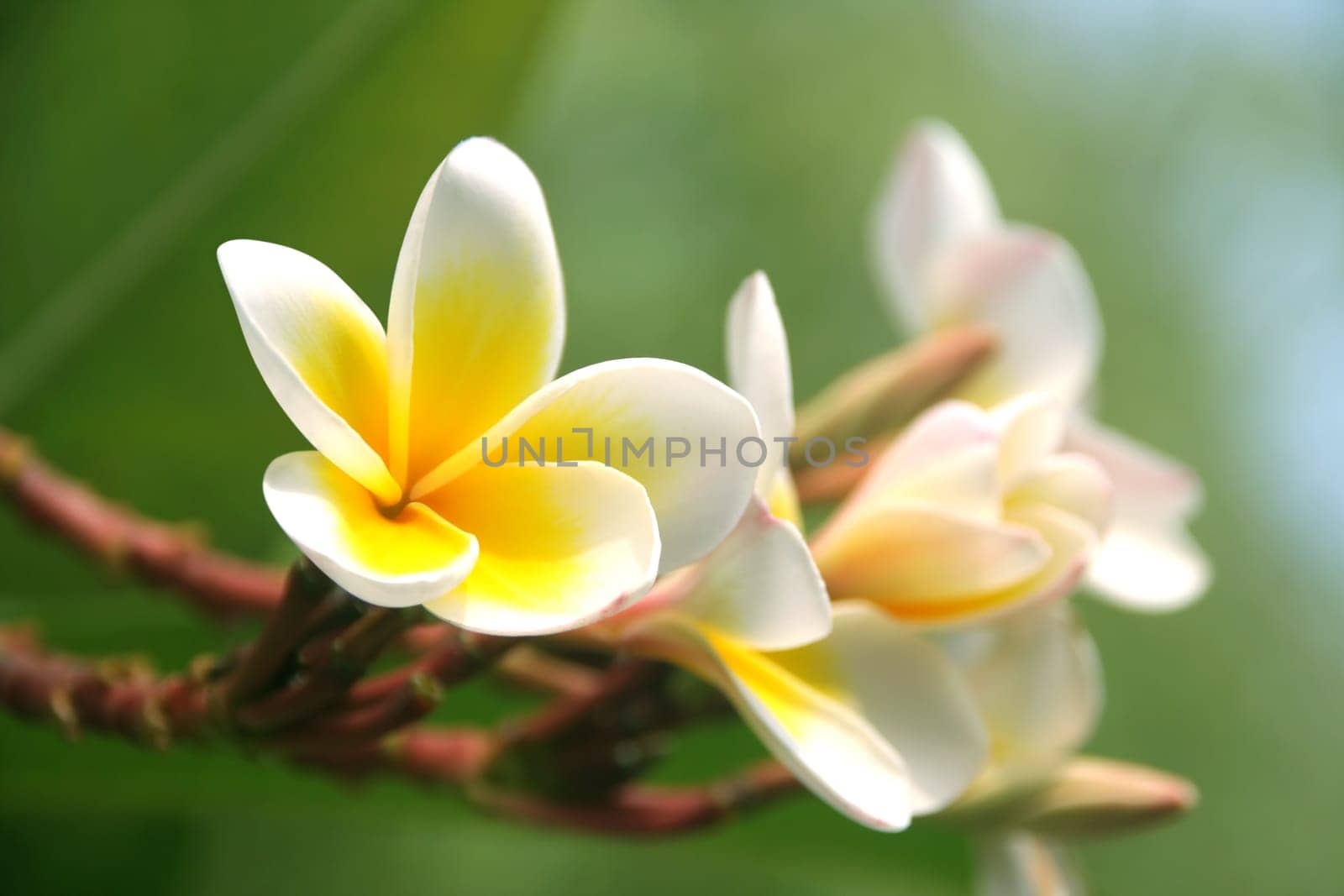 Frangipani