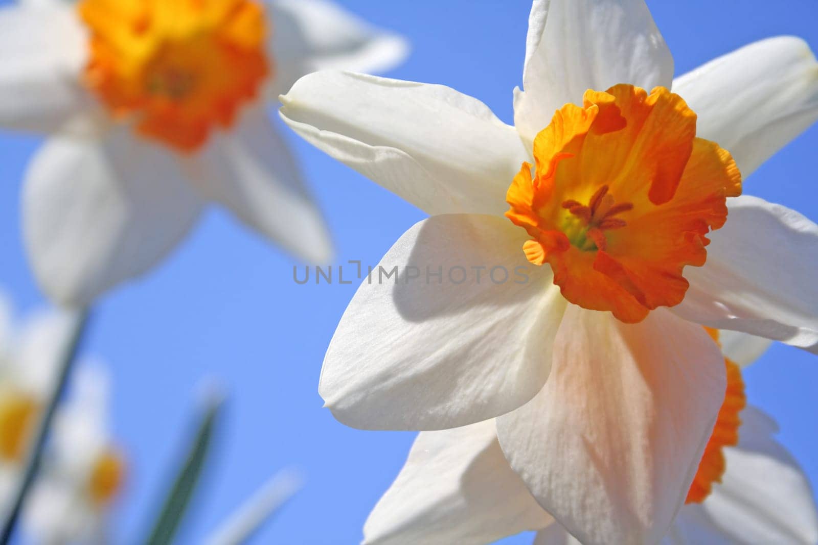 Spring daffodil Flowers