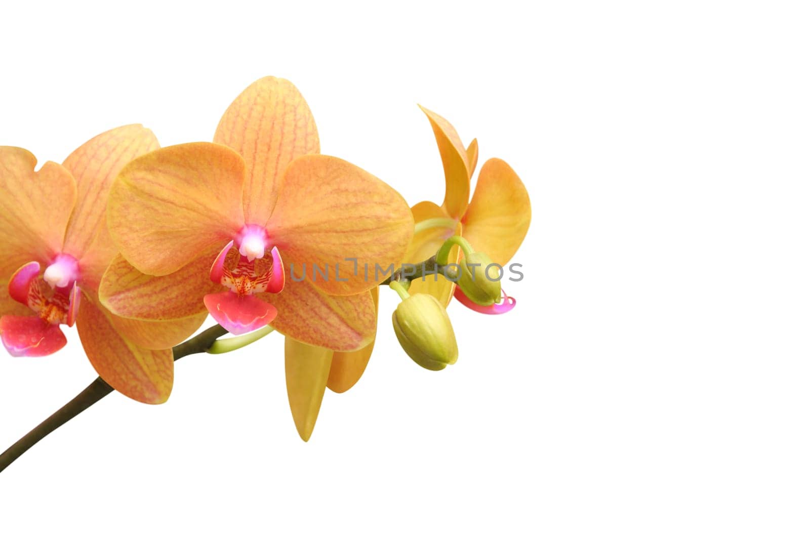 Orchid