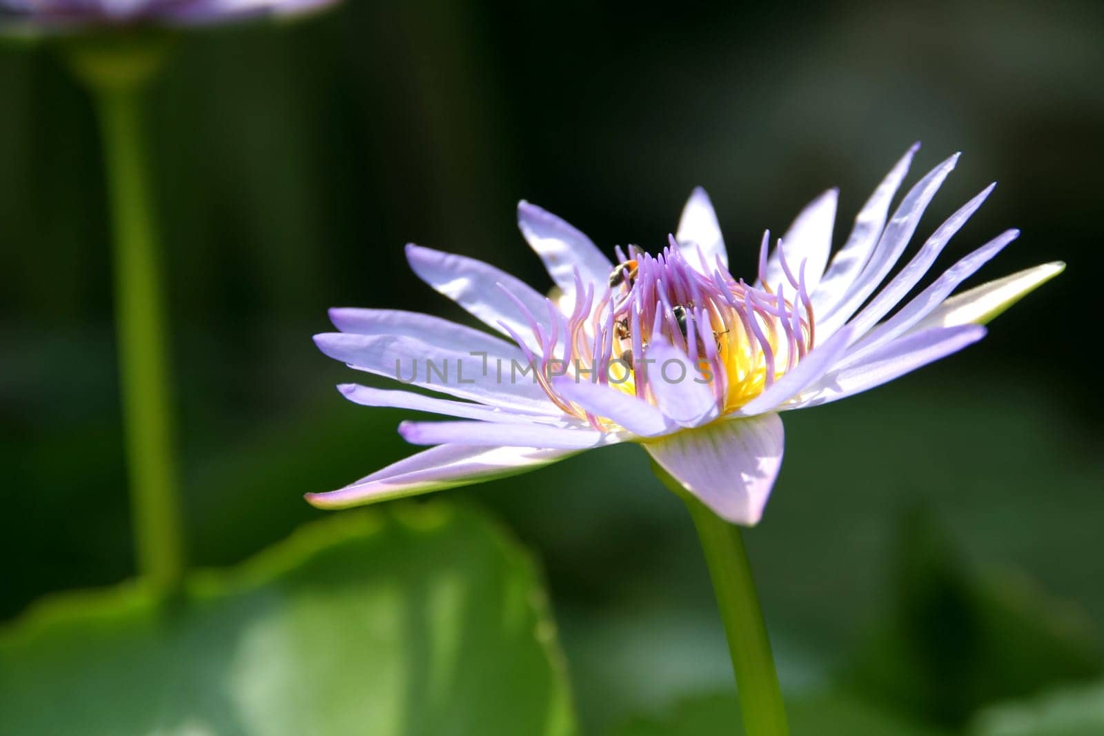 Purple water lily with bees