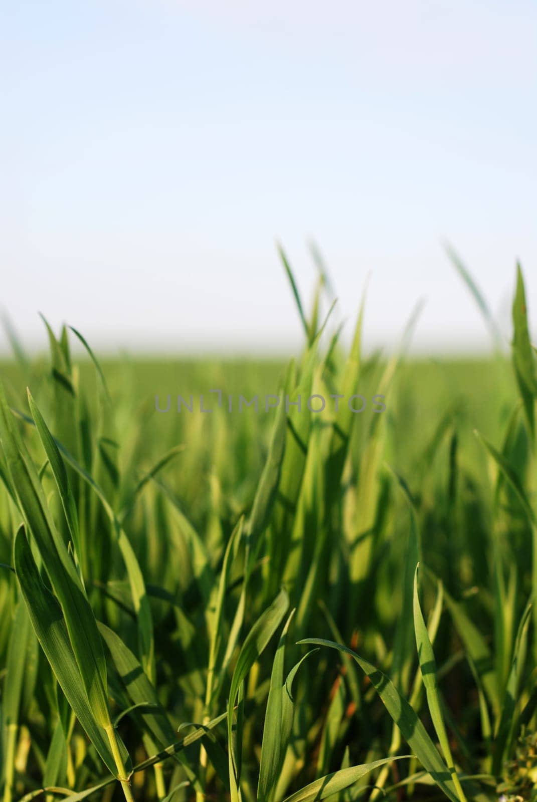 Grass