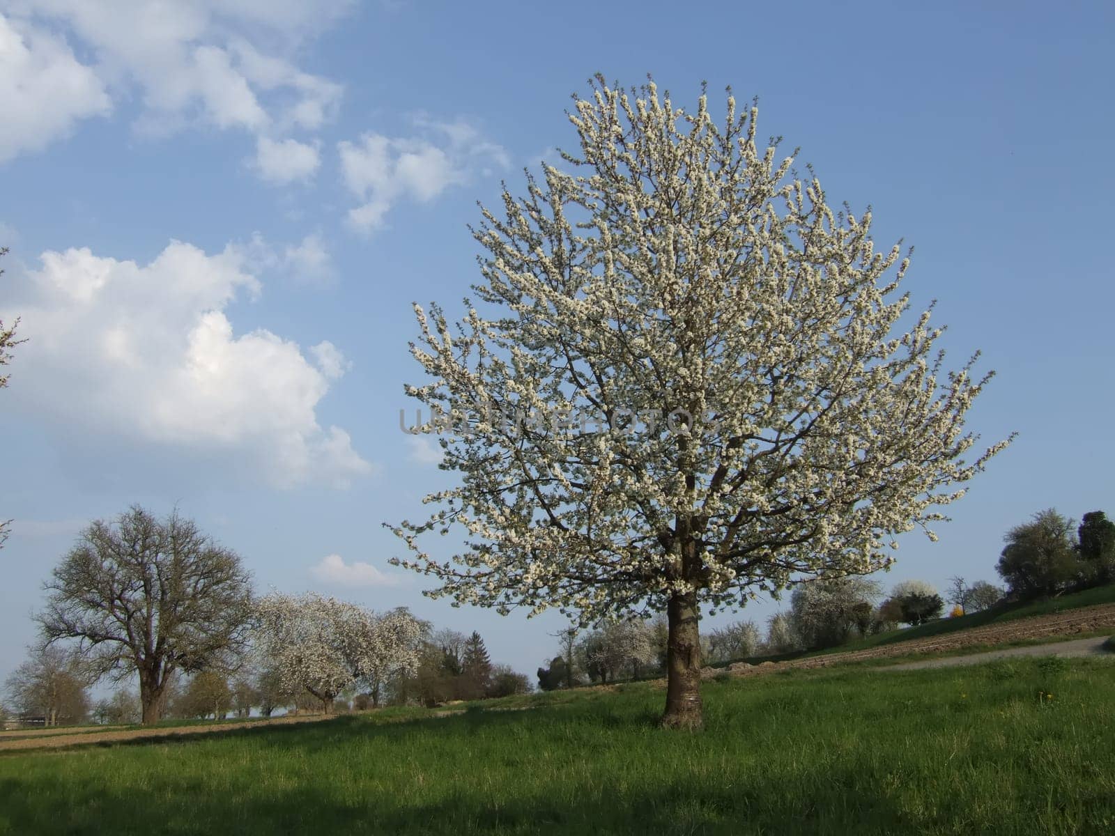 Blossoming cherry tree on the Reichenau