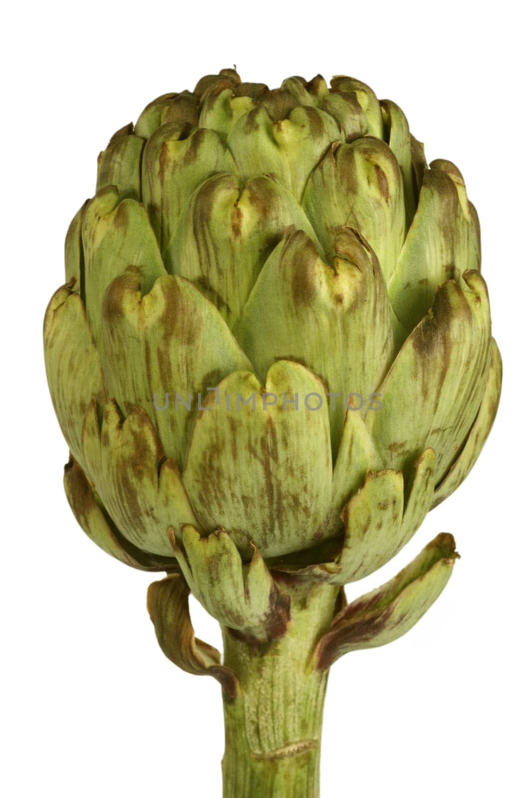 Artichoke
