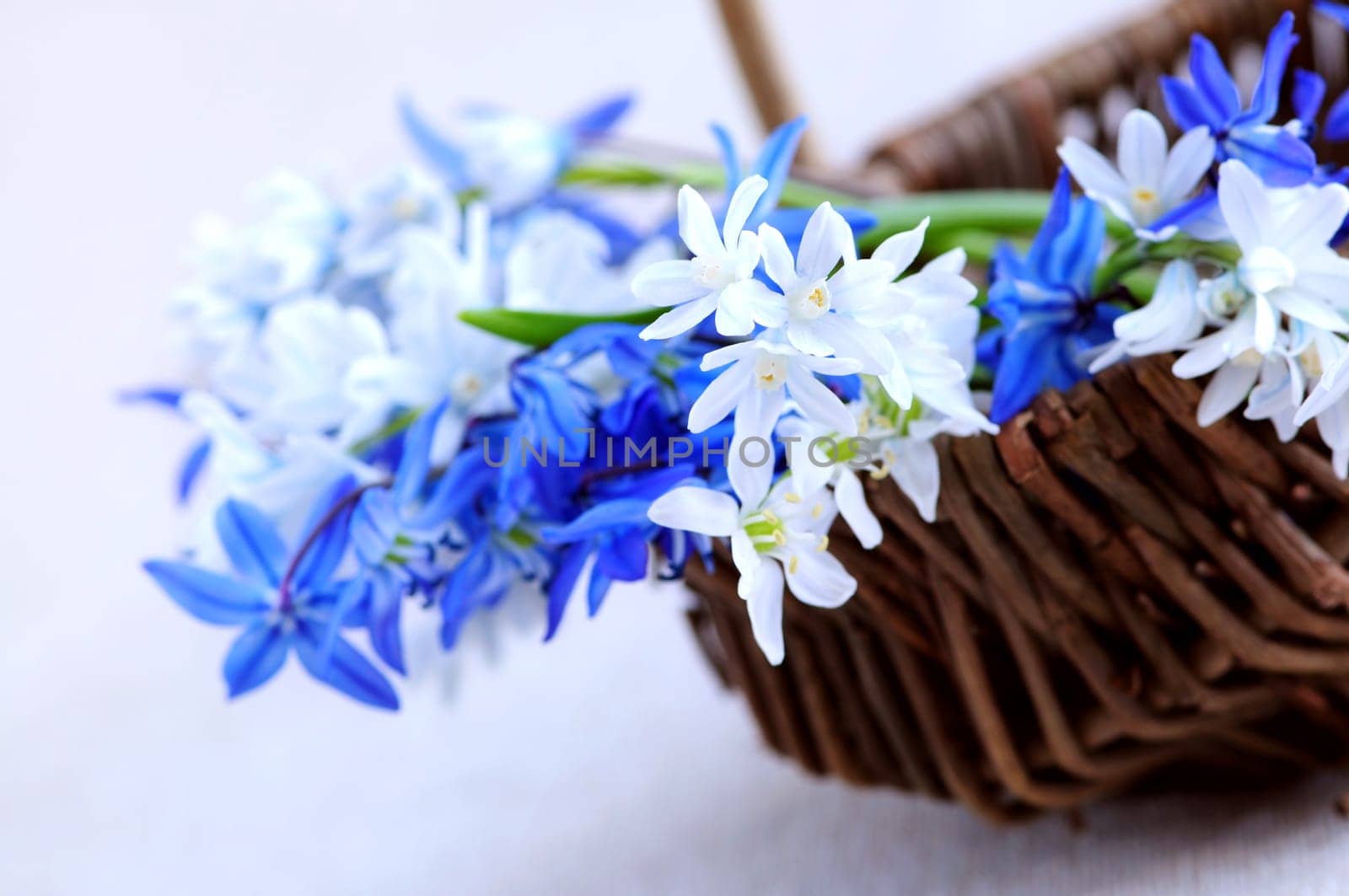 First spring flowers
