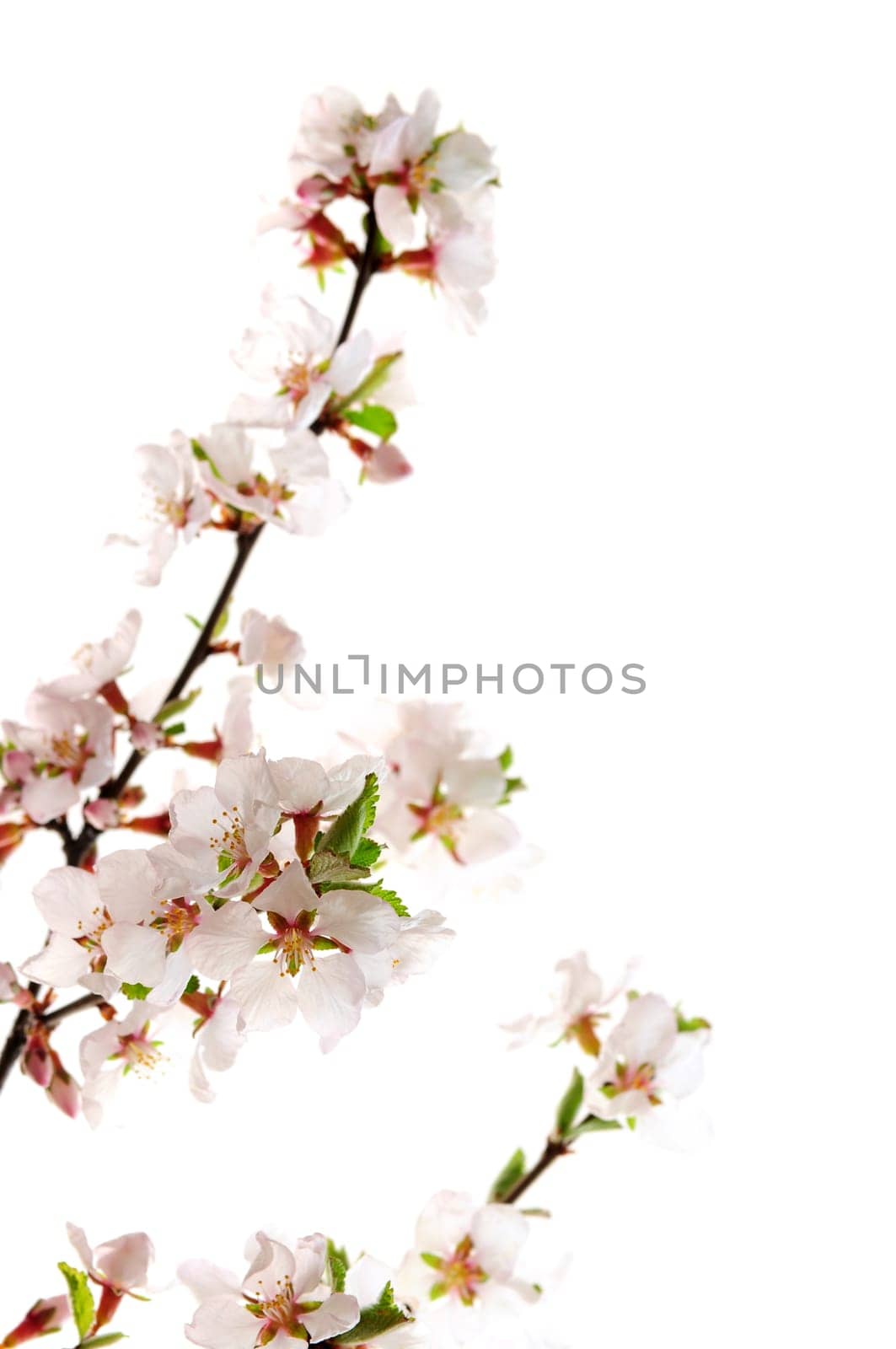 Pink cherry blossom