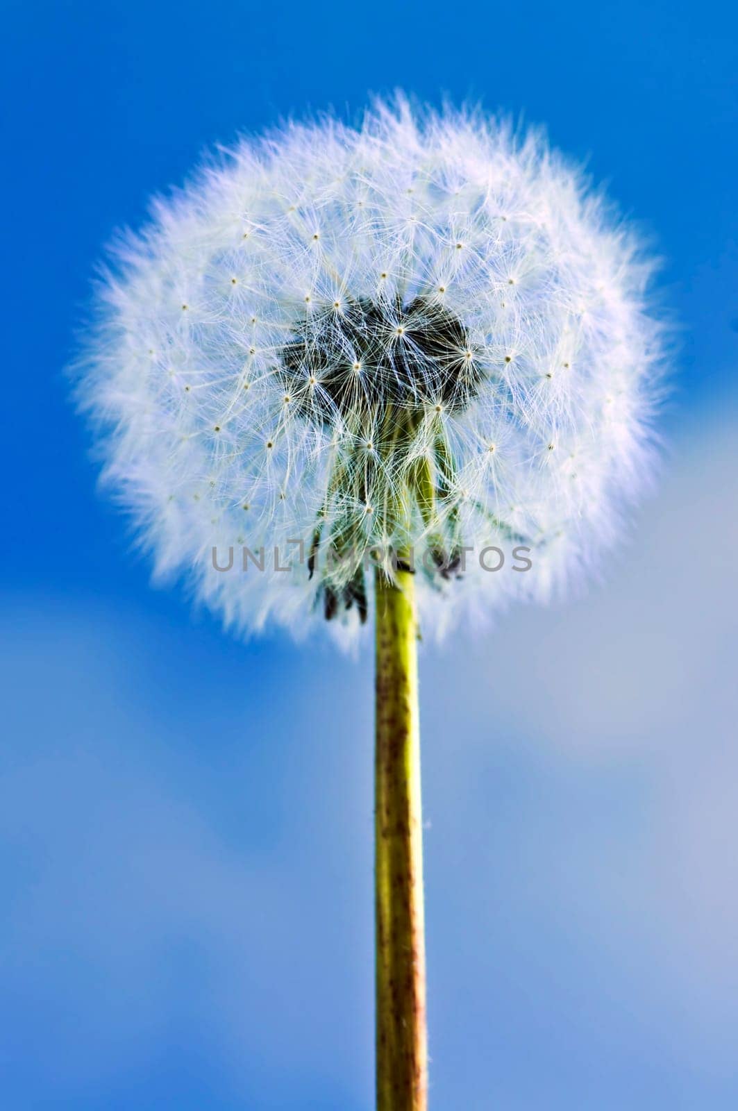 Dandelion