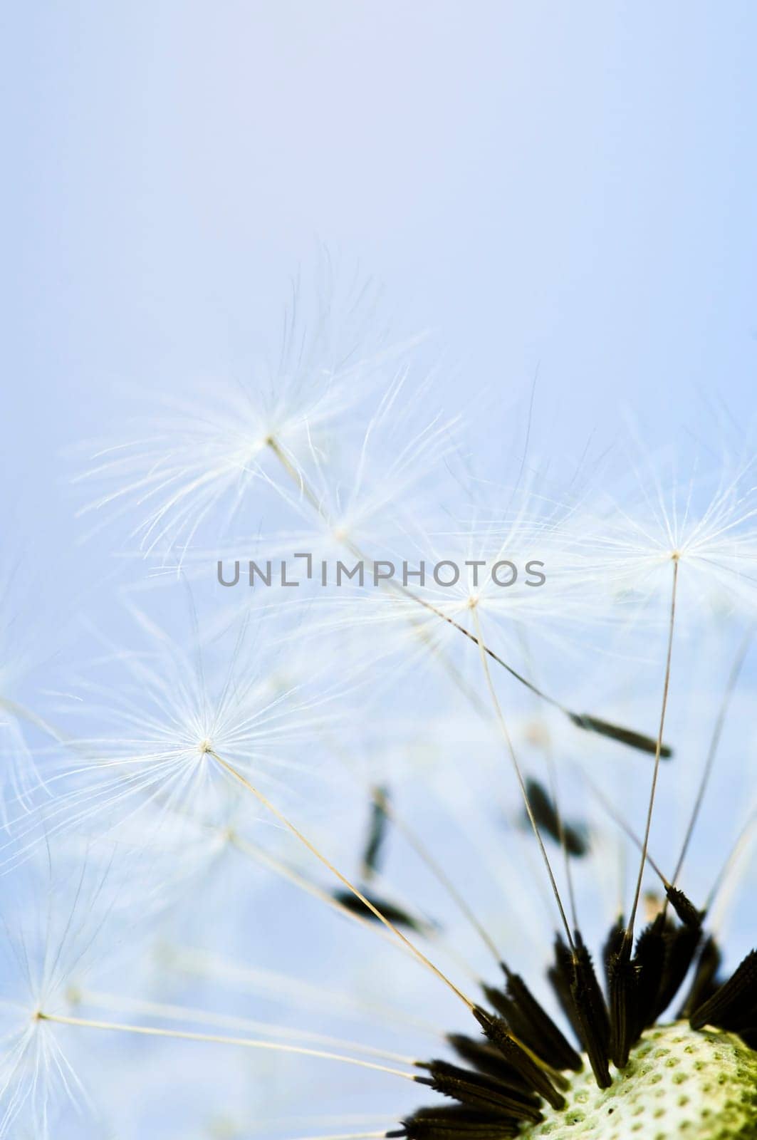 Dandelion