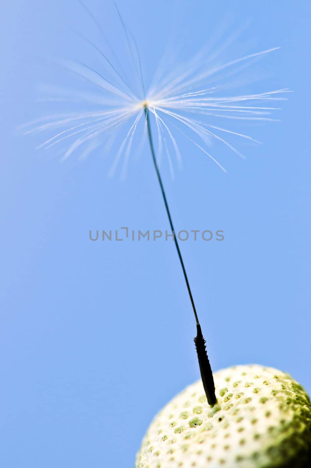 Dandelion