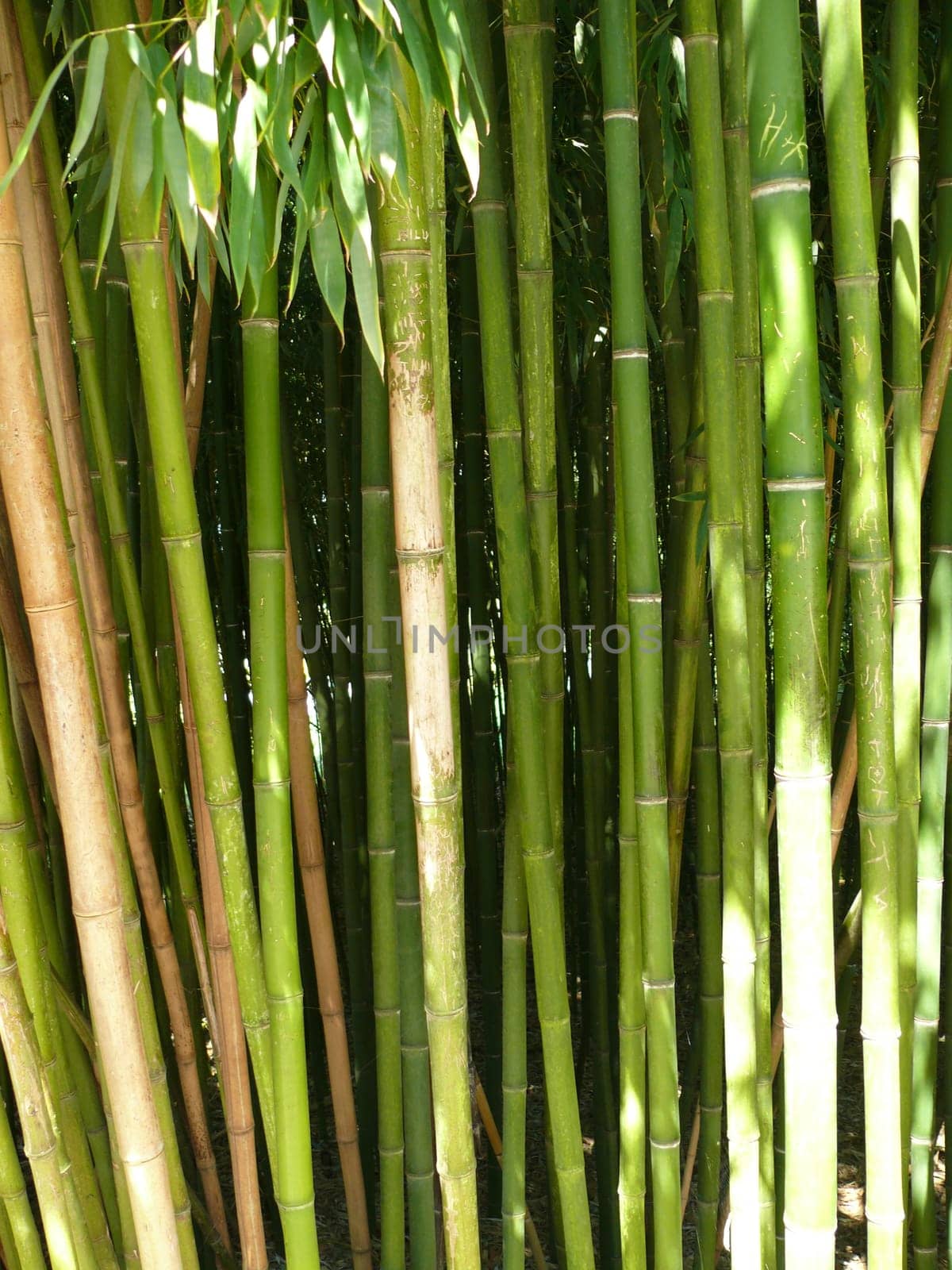 Bamboo