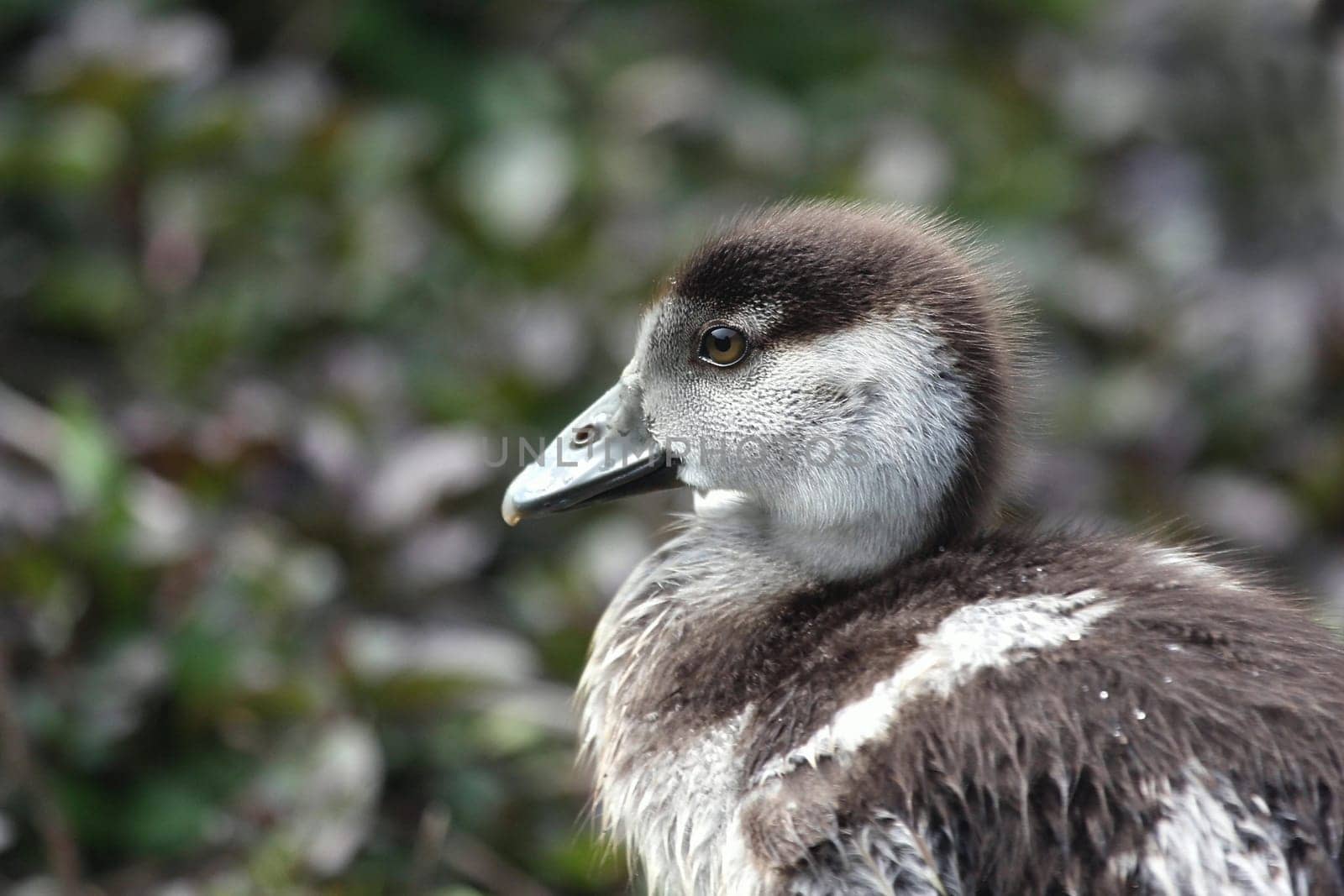 Nile GooseChick
