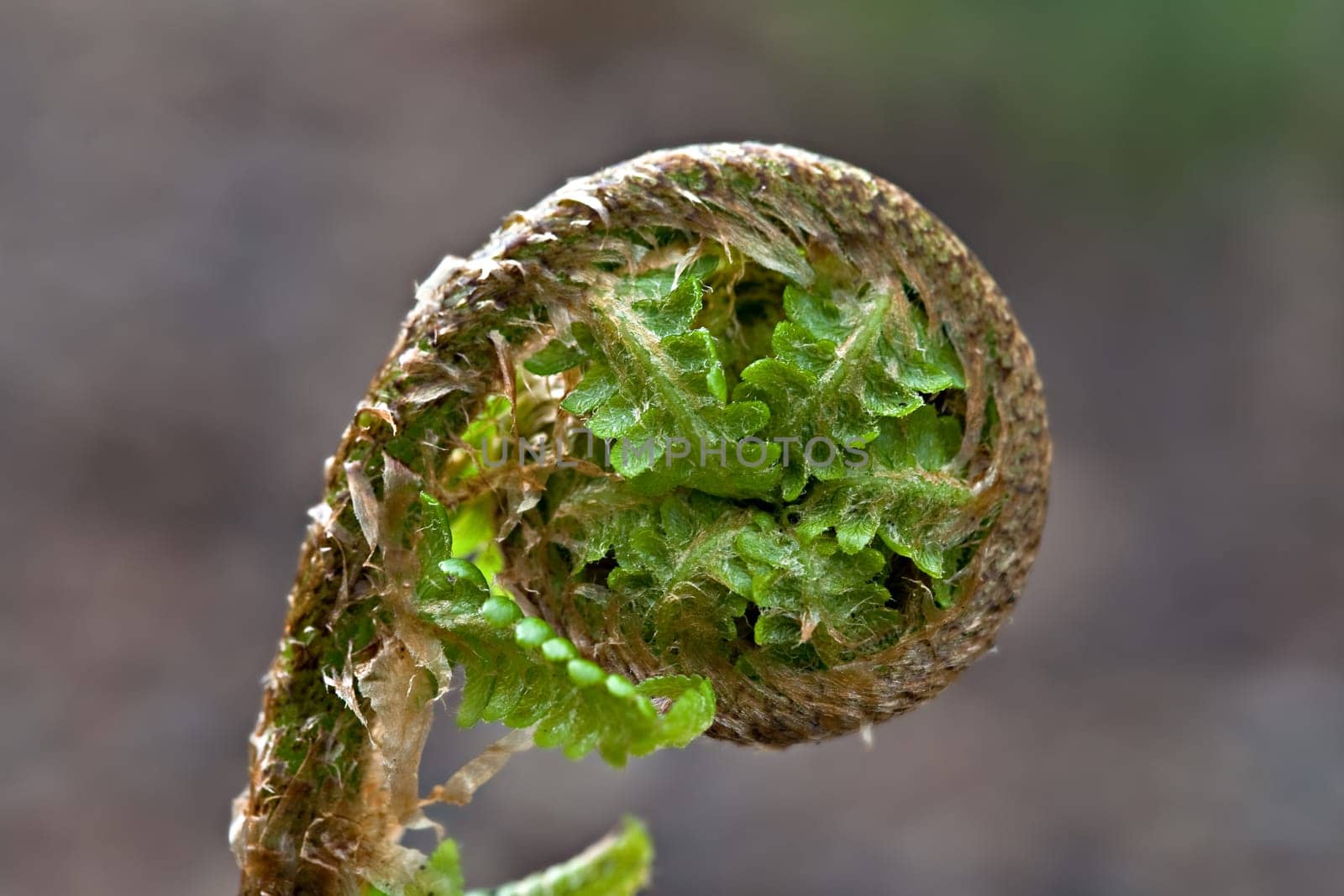 Worm fern