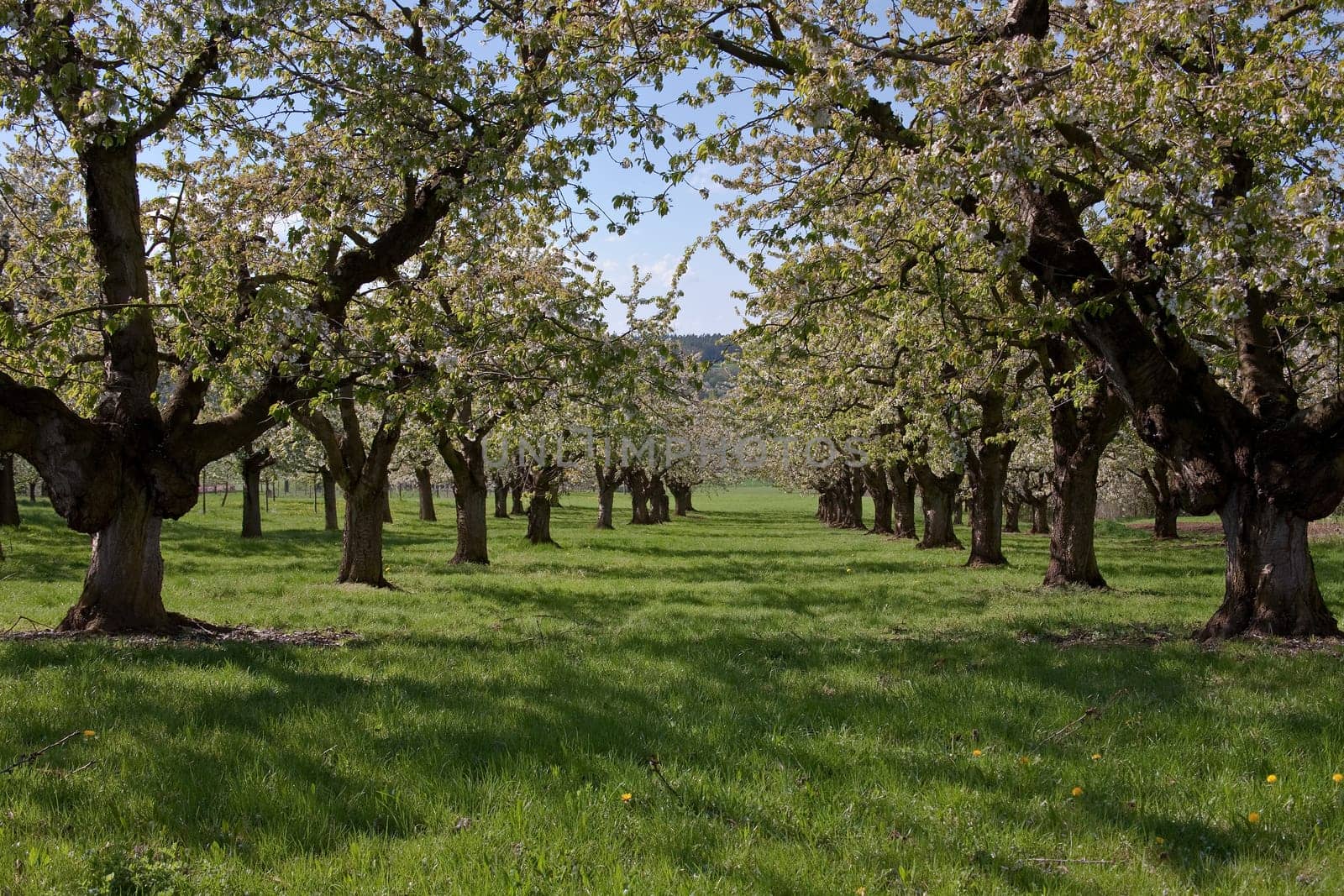 Fruit growing