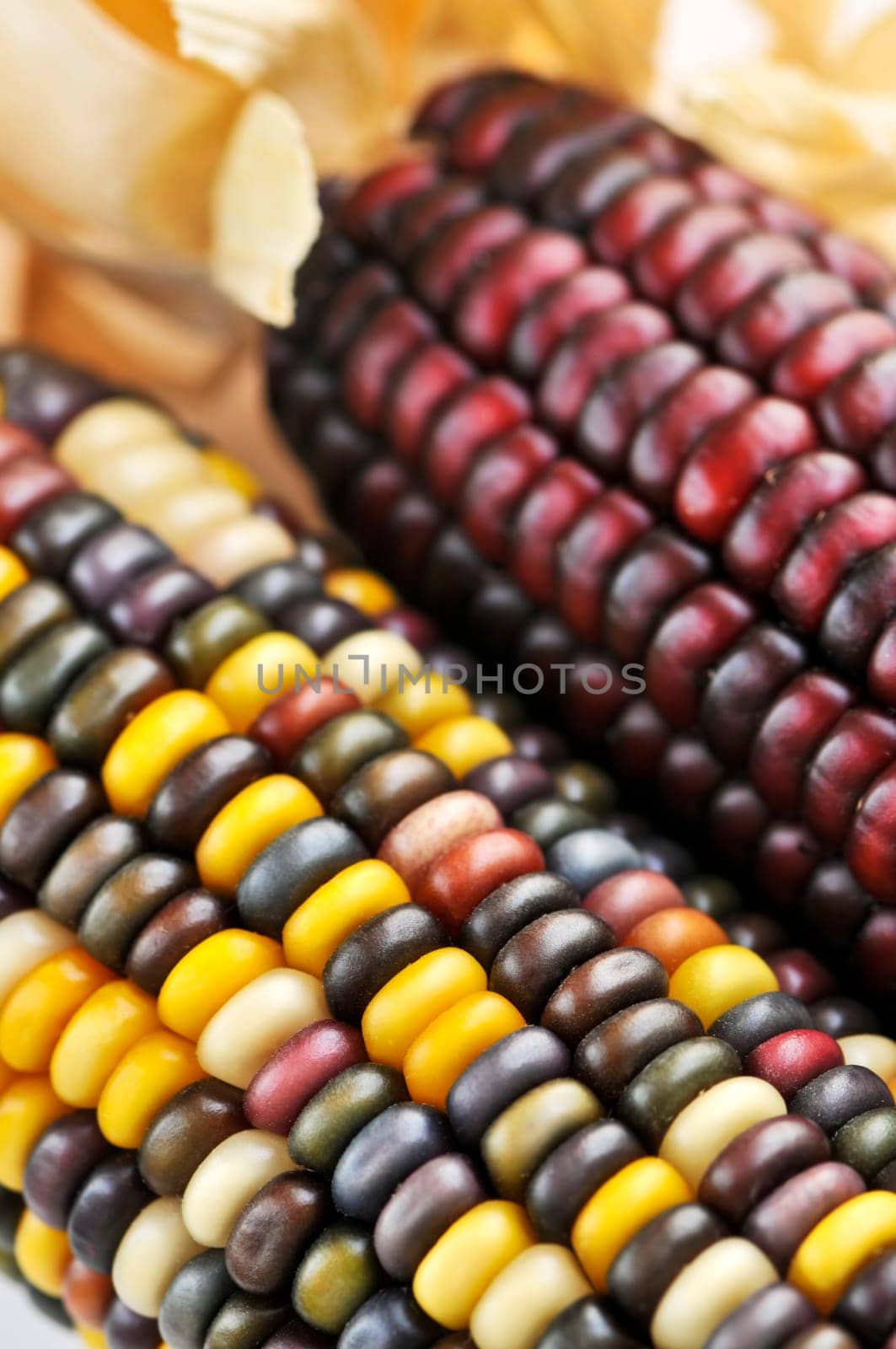 Indian corn
